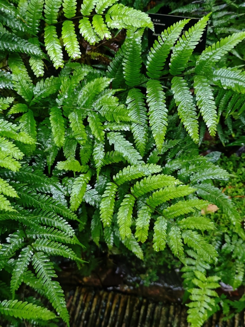 Pteris oshimensis photo 3