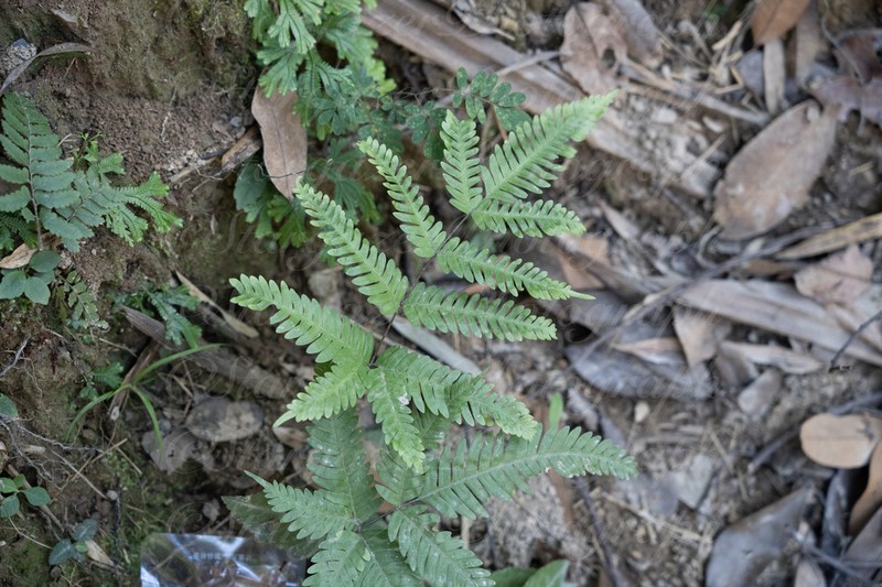 Pteris oshimensis photo 4