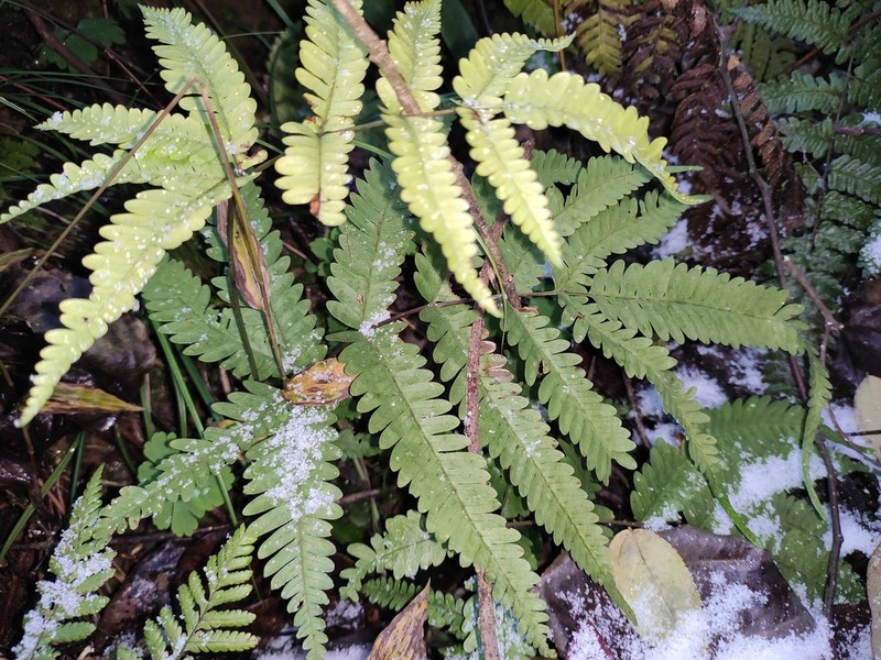 Pteris oshimensis photo 5