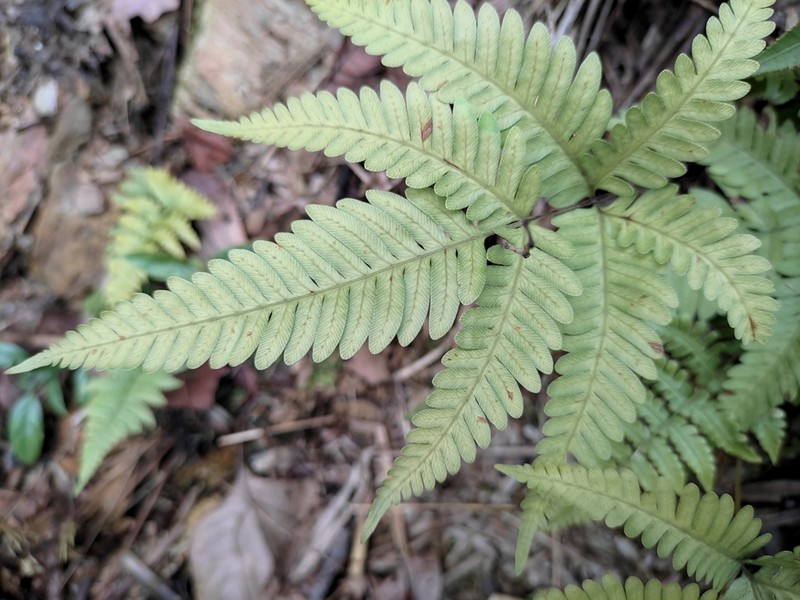Pteris oshimensis photo 6