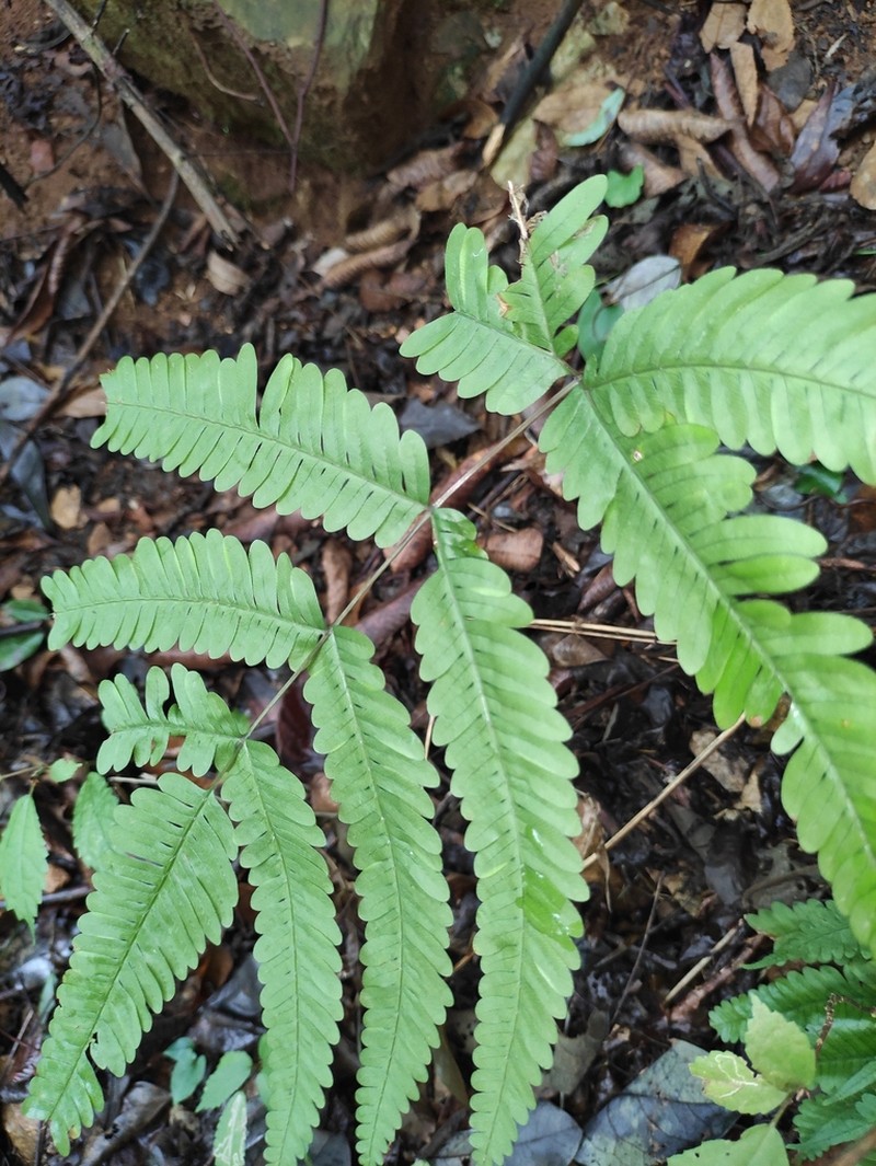 Pteris oshimensis photo 7