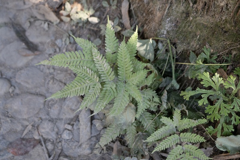 Pteris oshimensis photo 8