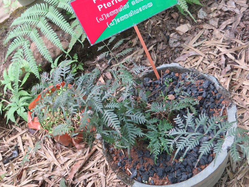 Pteris otaria