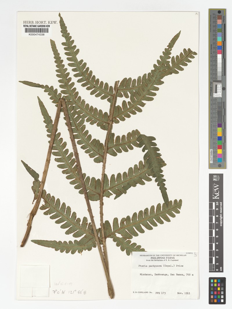 Pteris pachysora