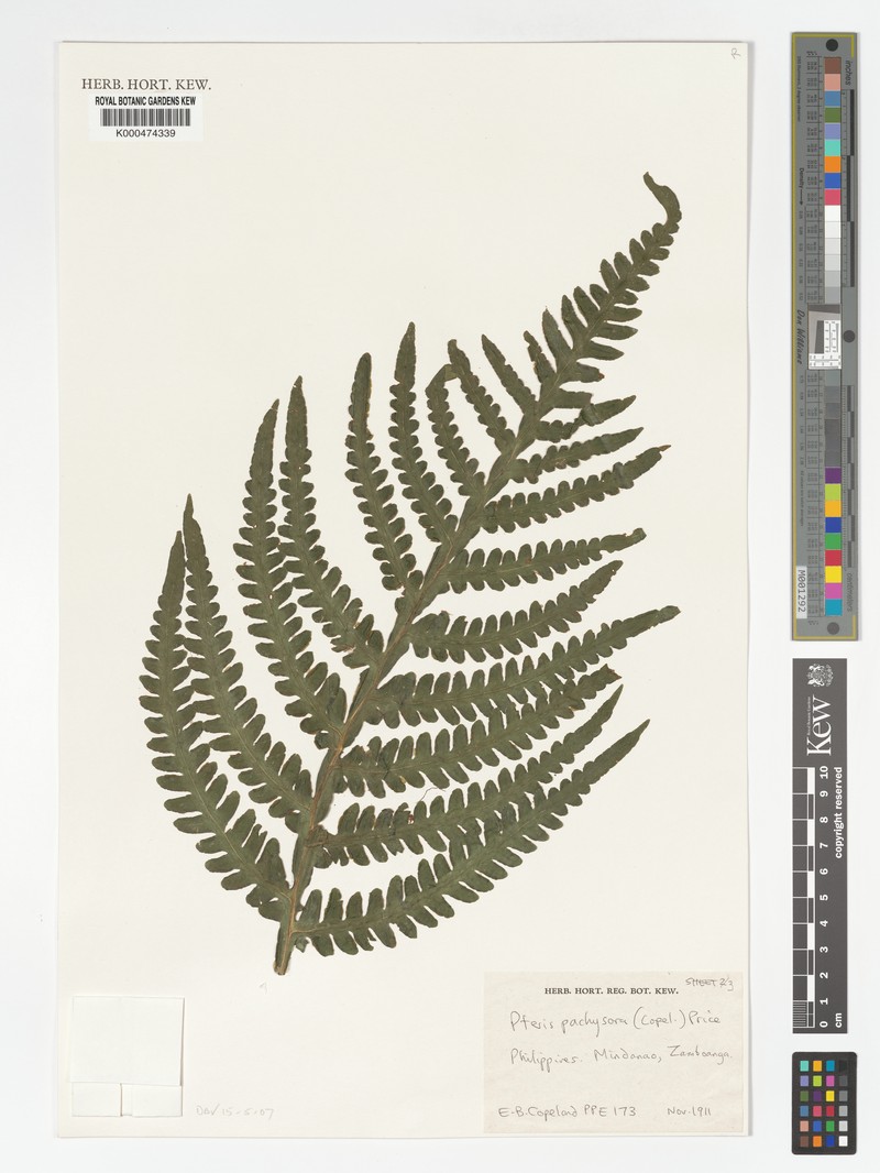 Pteris pachysora photo 2