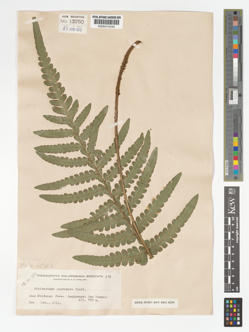 Pteris pachysora photo 3