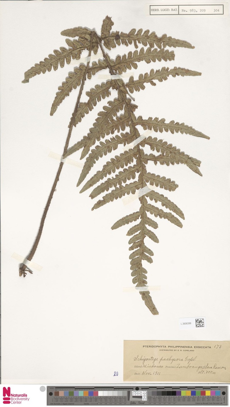 Pteris pachysora photo 4
