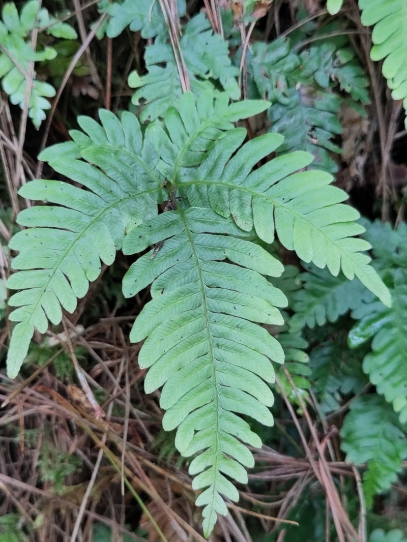 Pteris paleacea