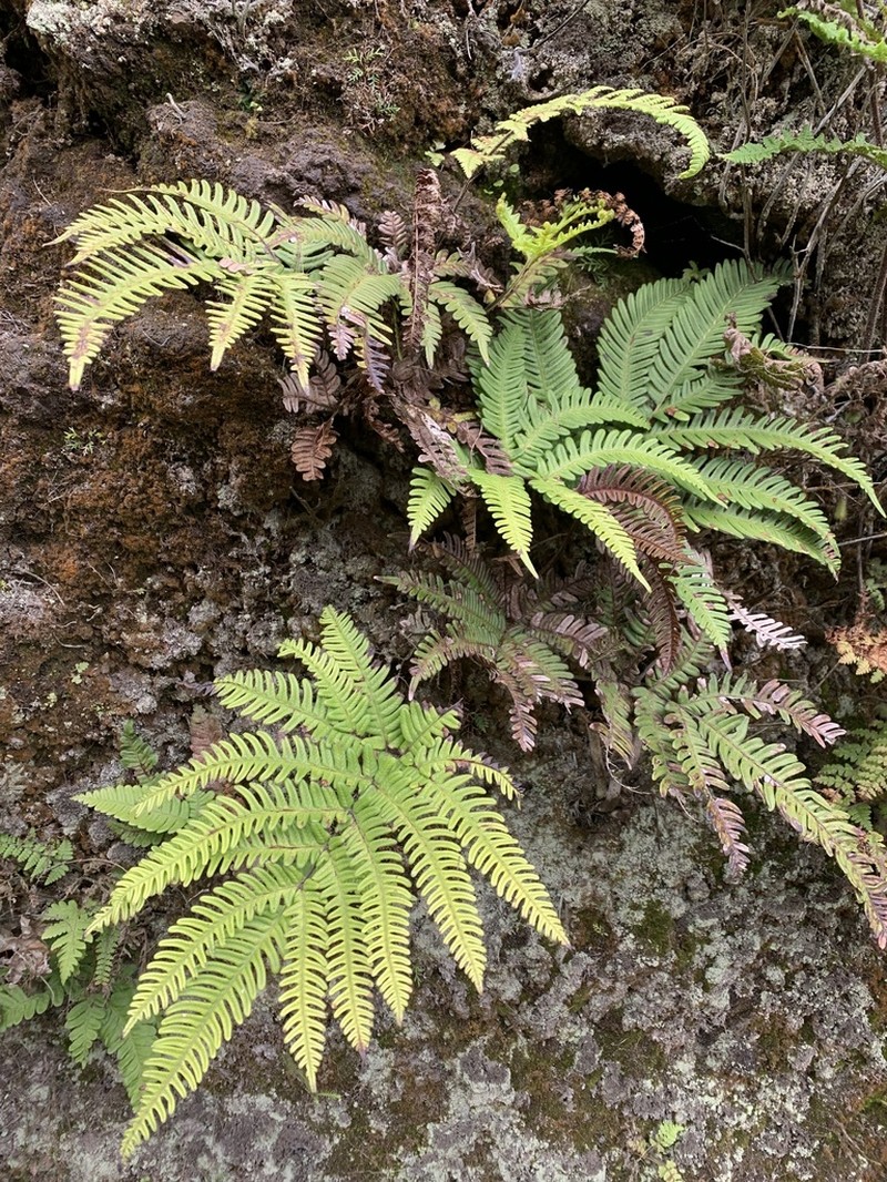 Pteris paleacea photo 2