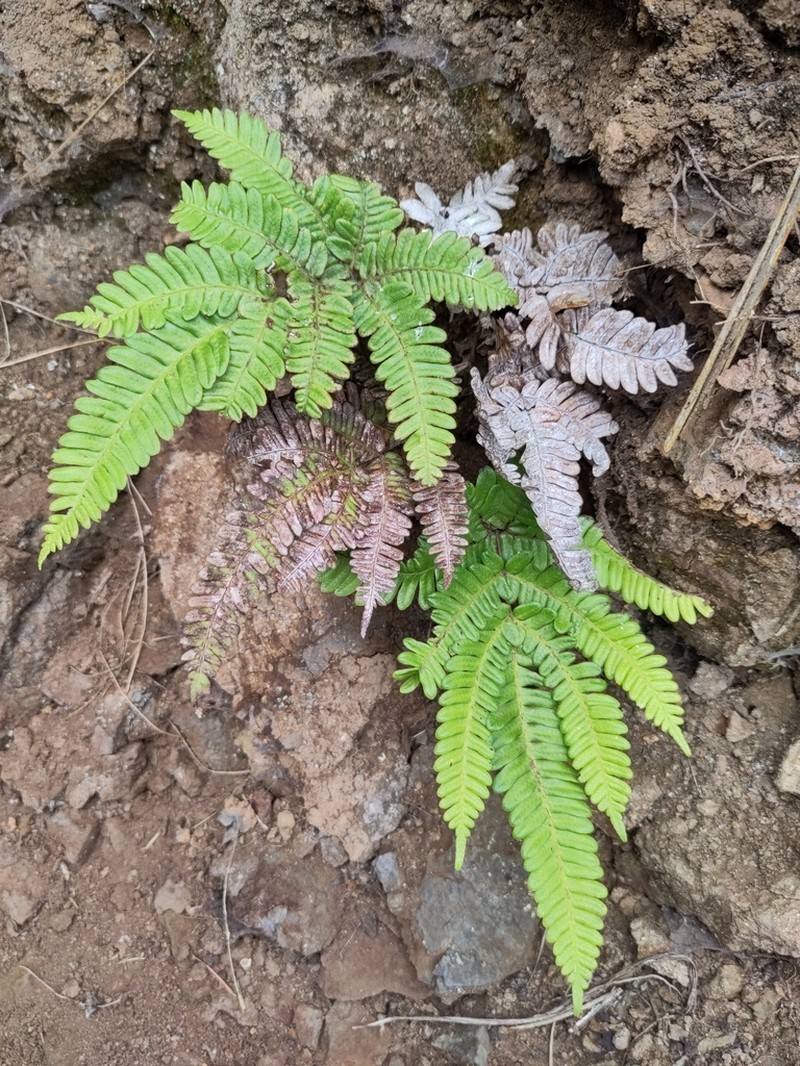 Pteris paleacea photo 3