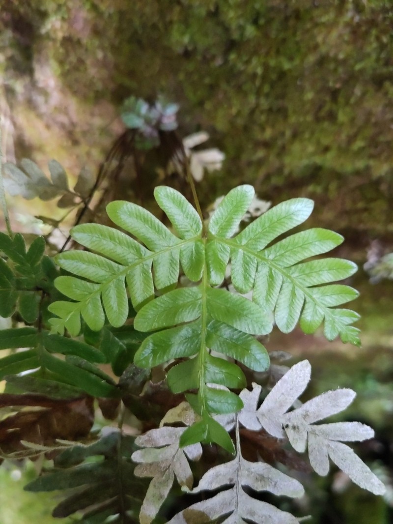 Pteris paleacea photo 4