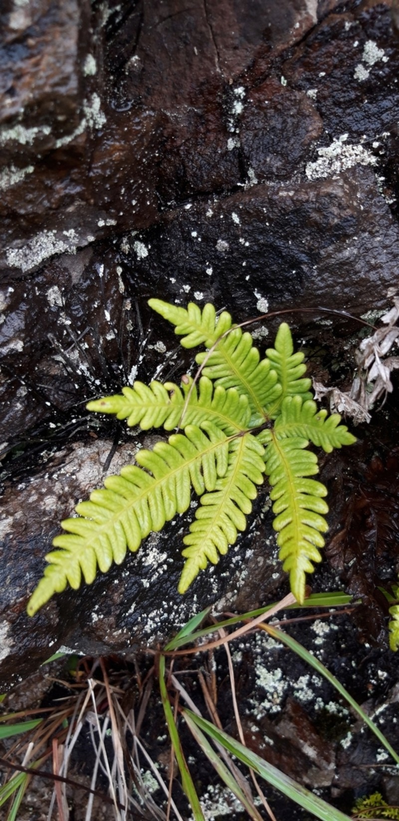 Pteris paleacea photo 5