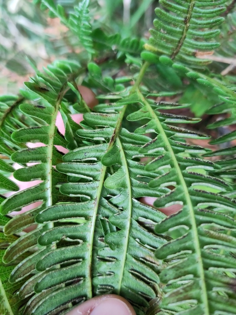 Pteris paleacea photo 6