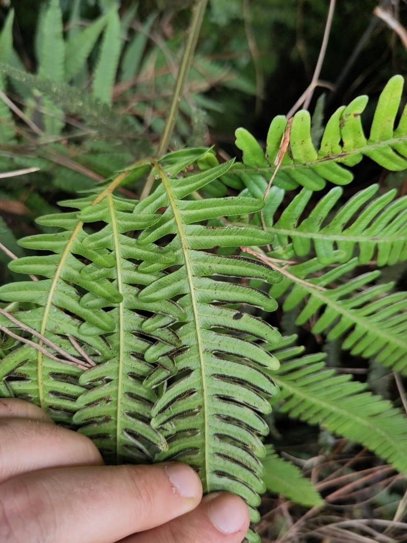 Pteris paleacea photo 7