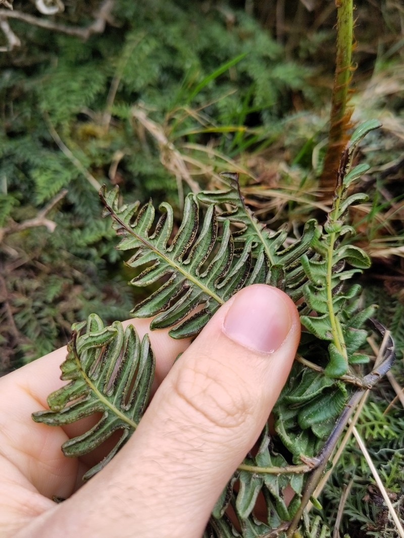 Pteris paleacea photo 8