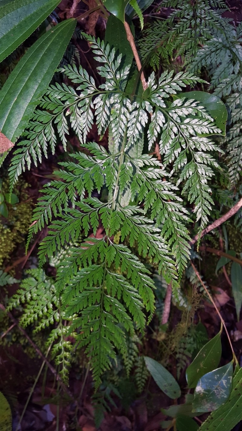Pteris pallens