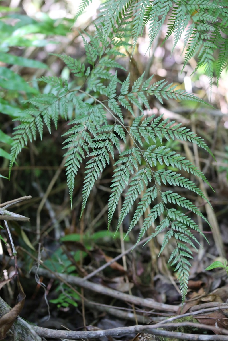 Pteris pallens photo 2