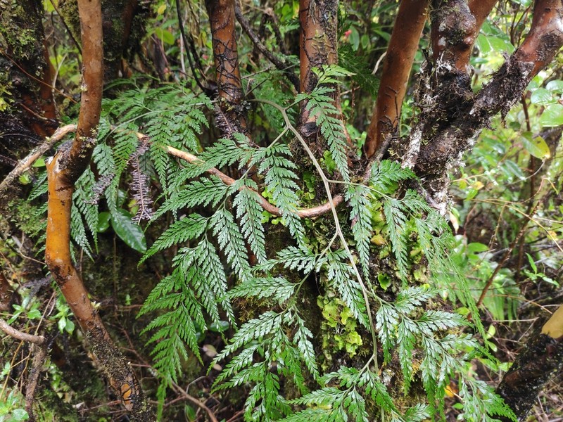 Pteris pallens photo 3