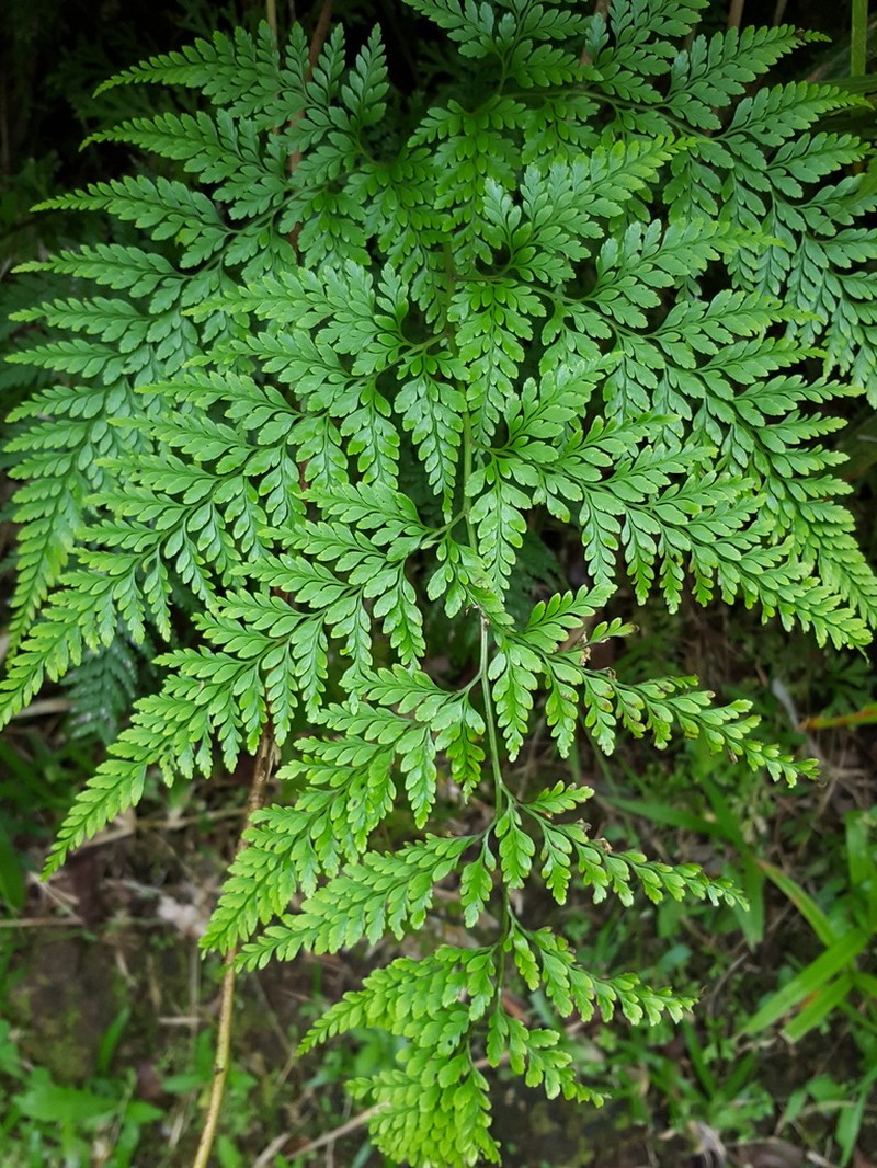 Pteris pallens photo 4