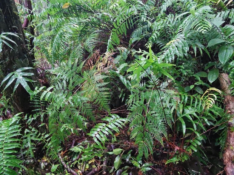 Pteris pallens photo 5