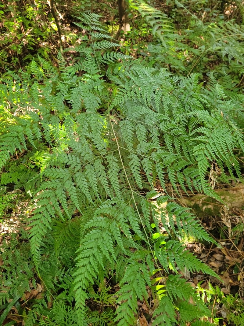 Pteris pallens photo 6
