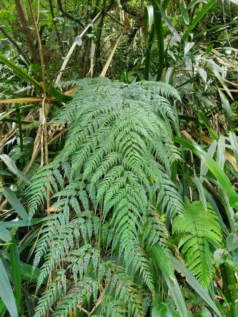 Pteris pallens photo 7