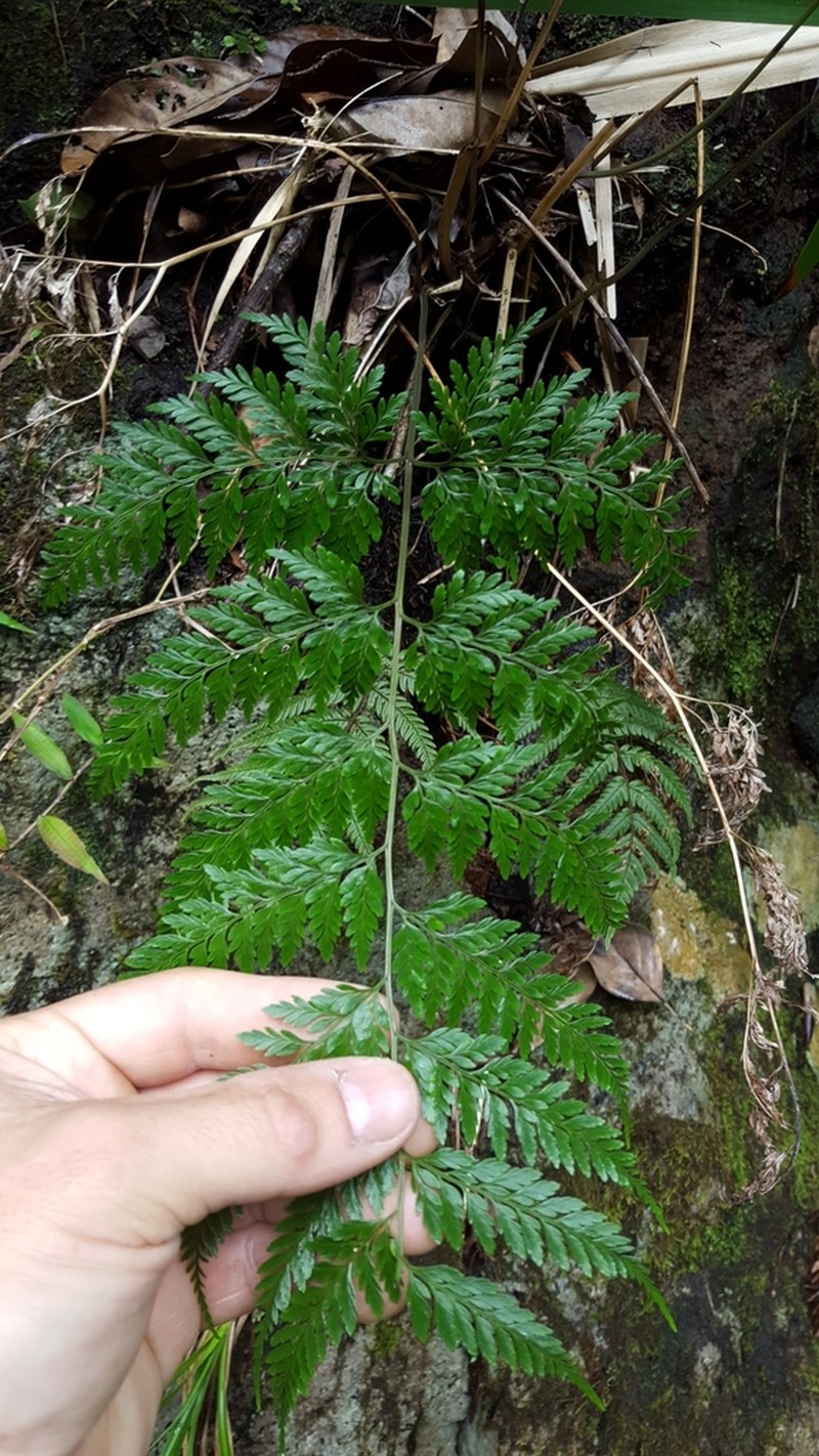 Pteris pallens photo 8