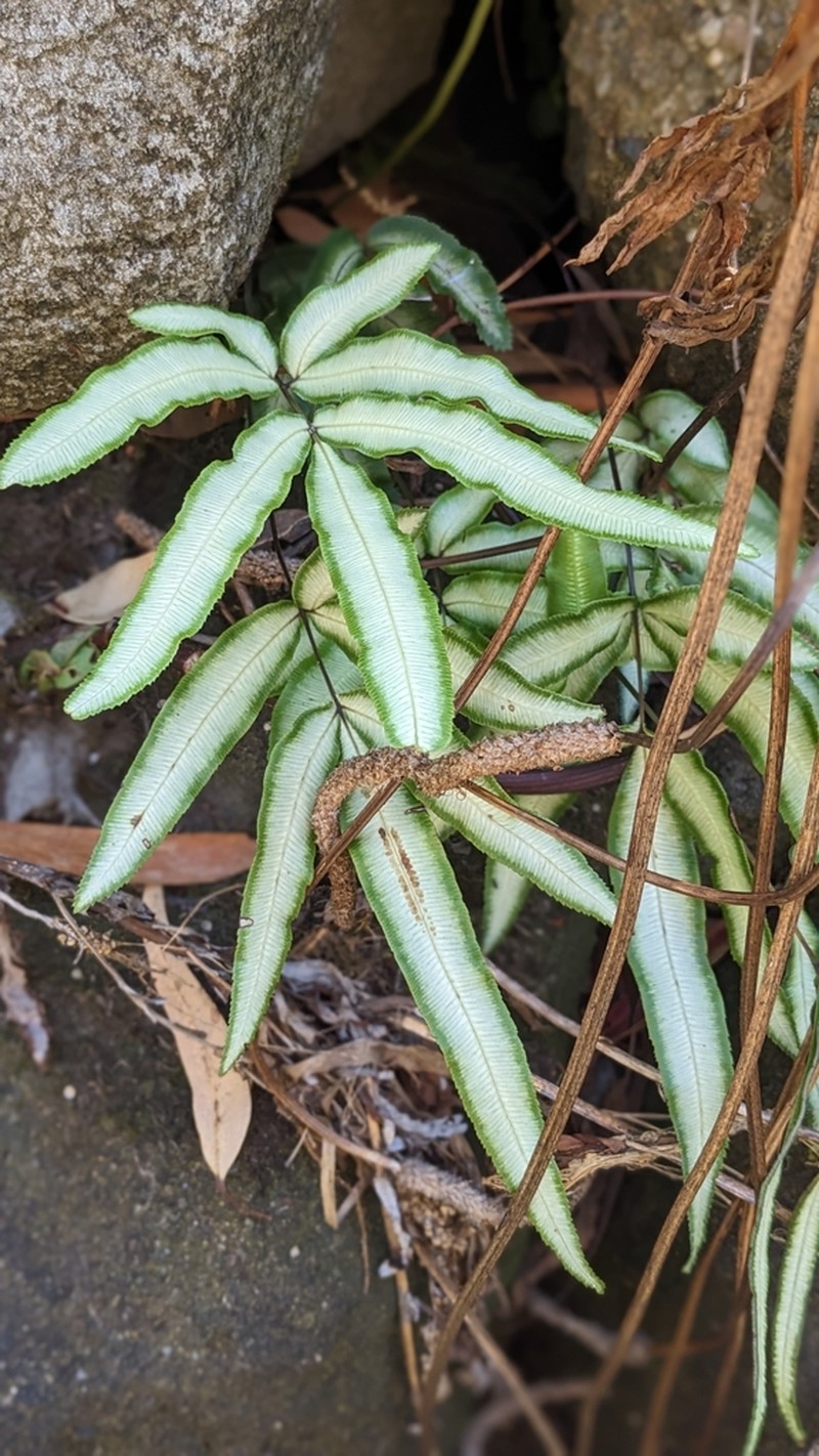Pteris parkeri