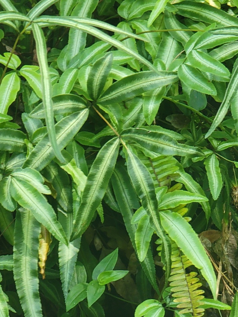Pteris parkeri photo 2