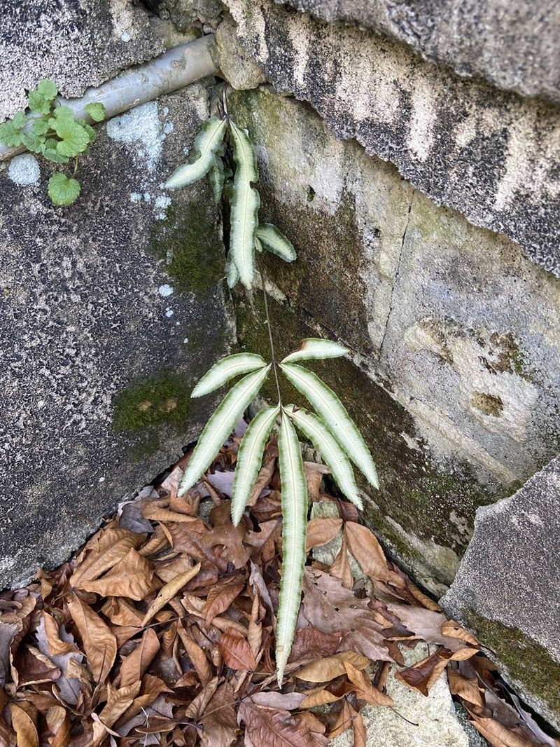 Pteris parkeri photo 3