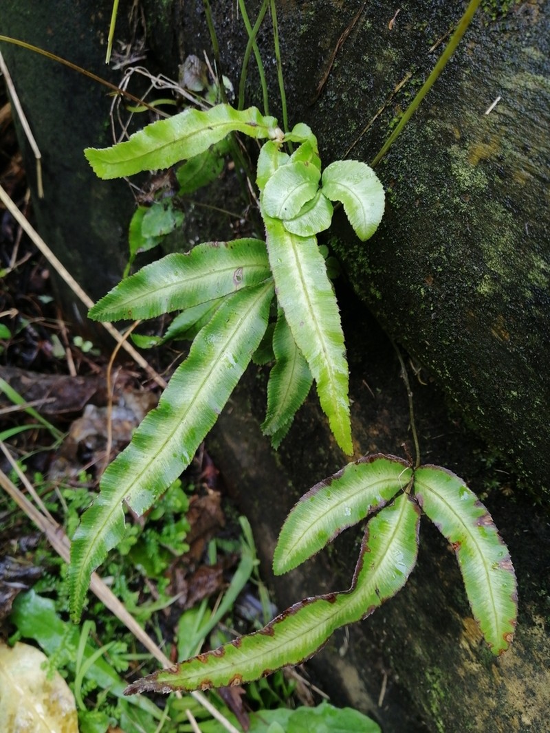 Pteris parkeri photo 4