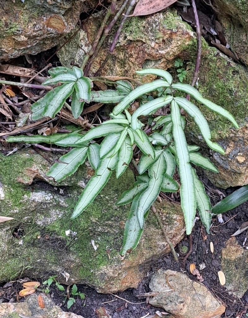 Pteris parkeri photo 5