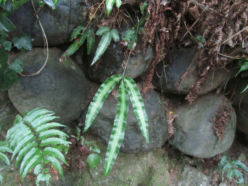 Pteris parkeri photo 6