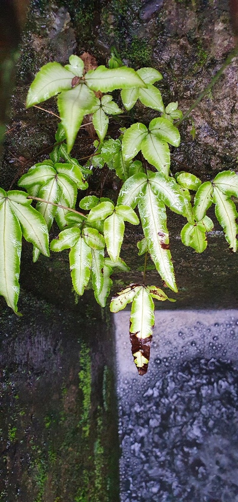 Pteris parkeri photo 7