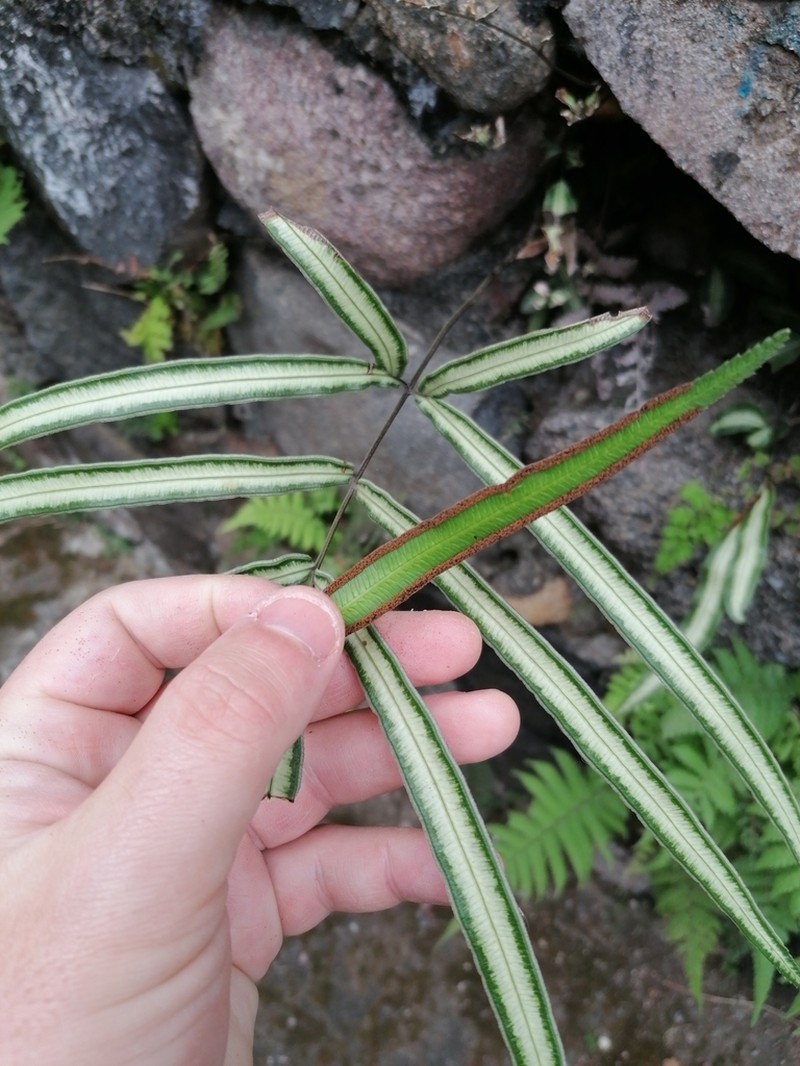 Pteris parkeri photo 8