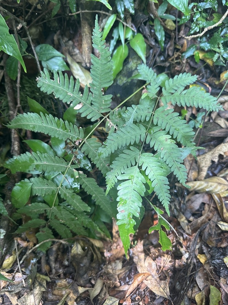 Pteris paucinervata photo 2