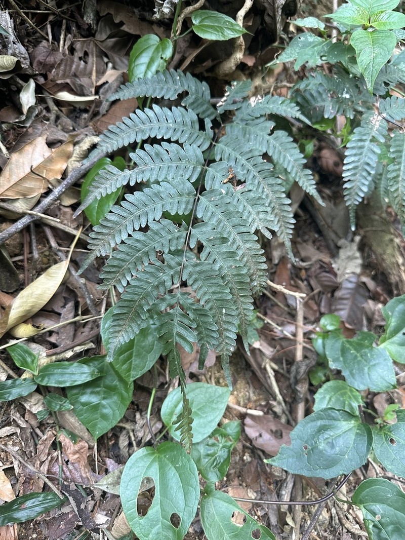 Pteris paucinervata photo 3