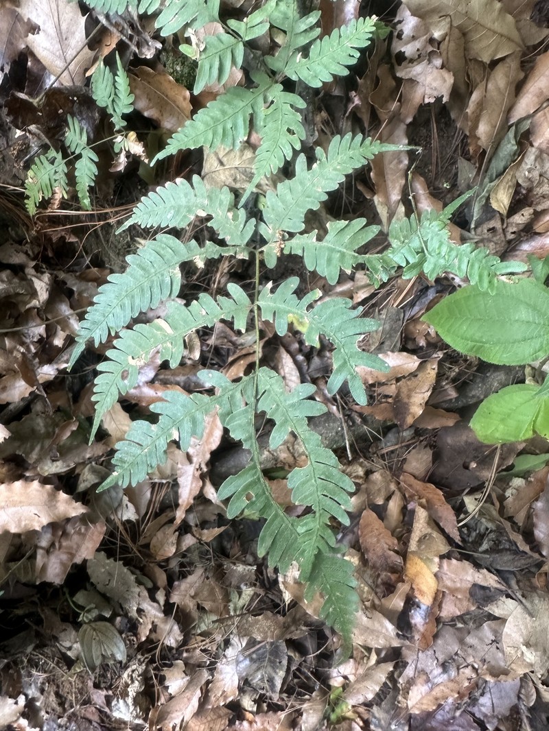 Pteris paucinervata photo 4