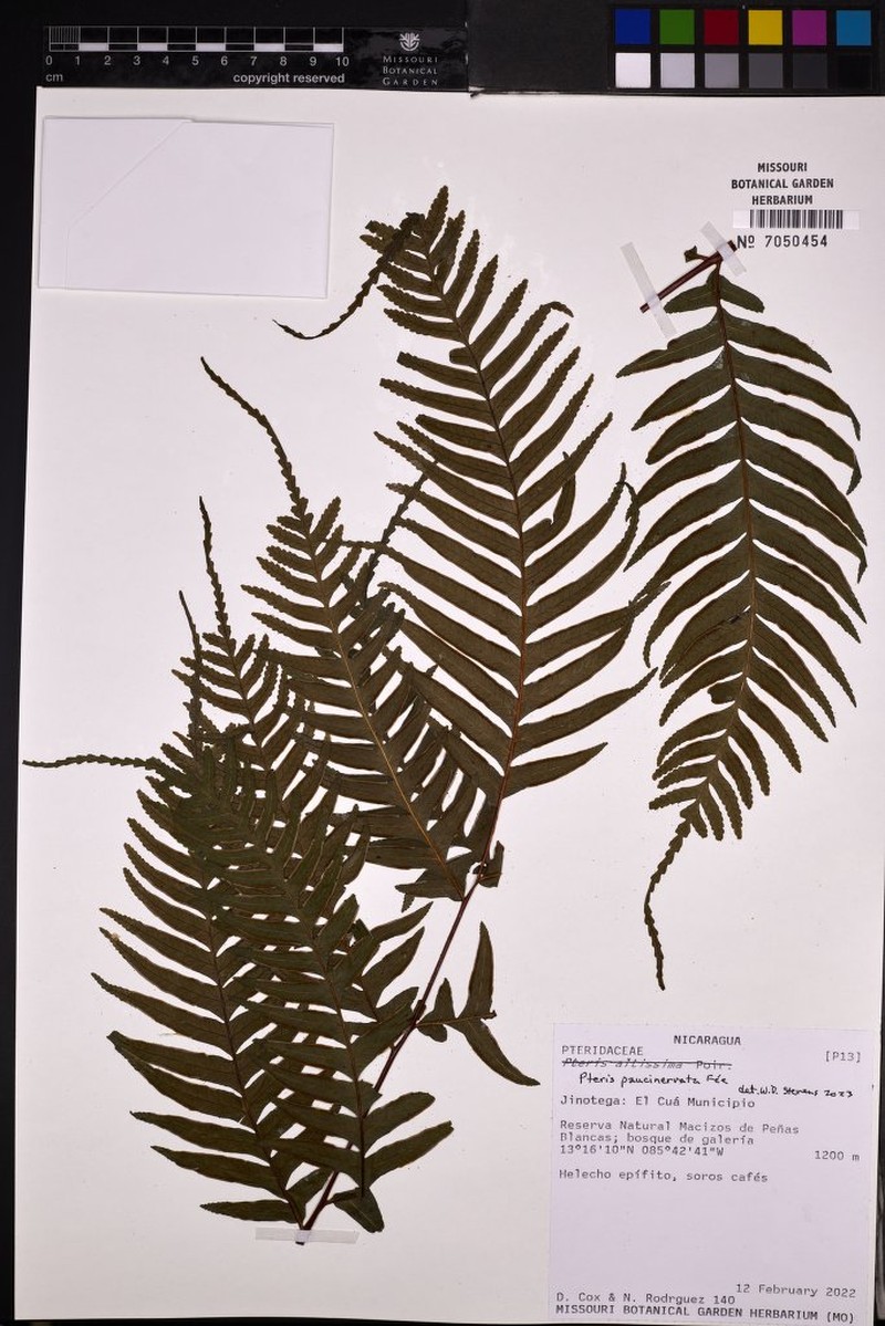 Pteris paucinervata photo 5