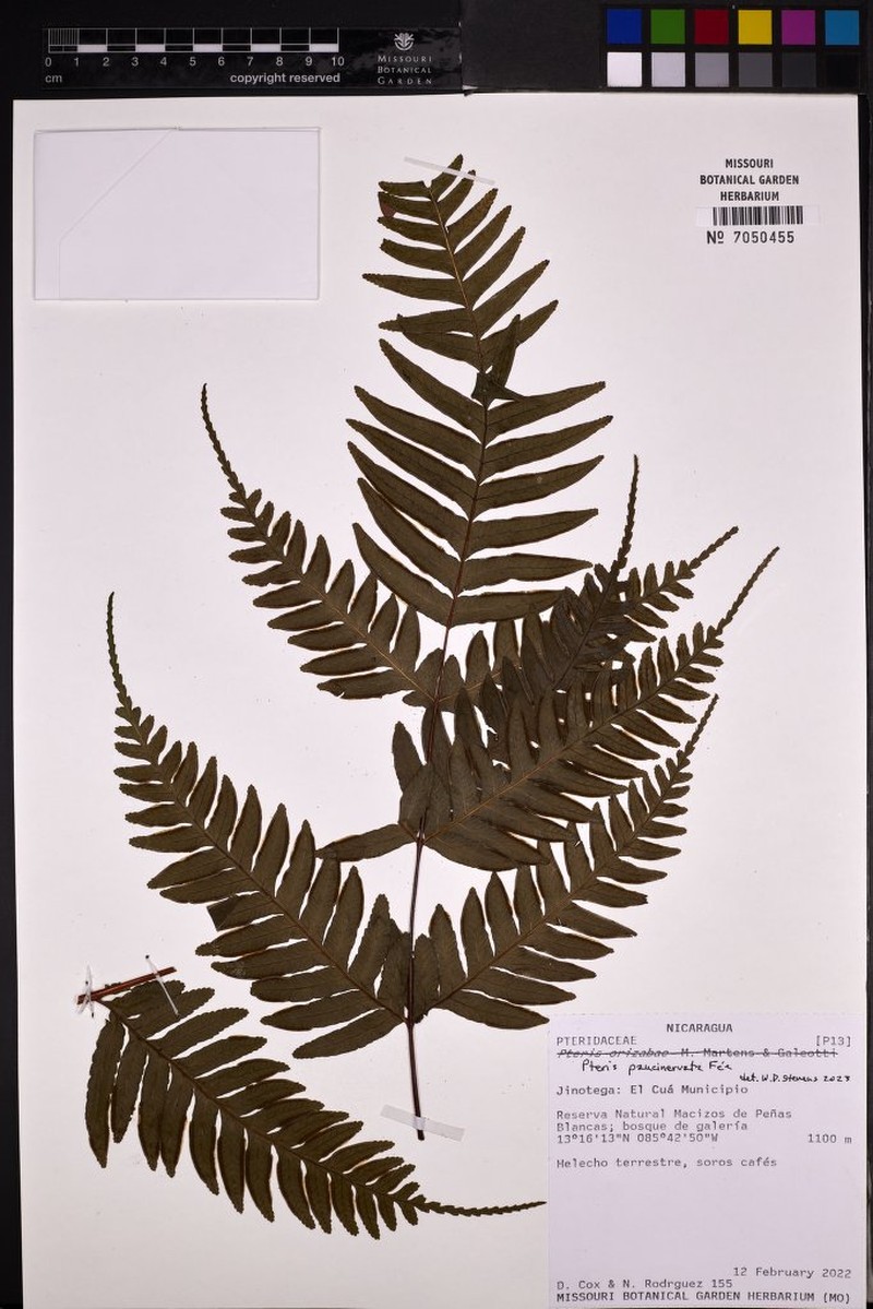 Pteris paucinervata photo 6