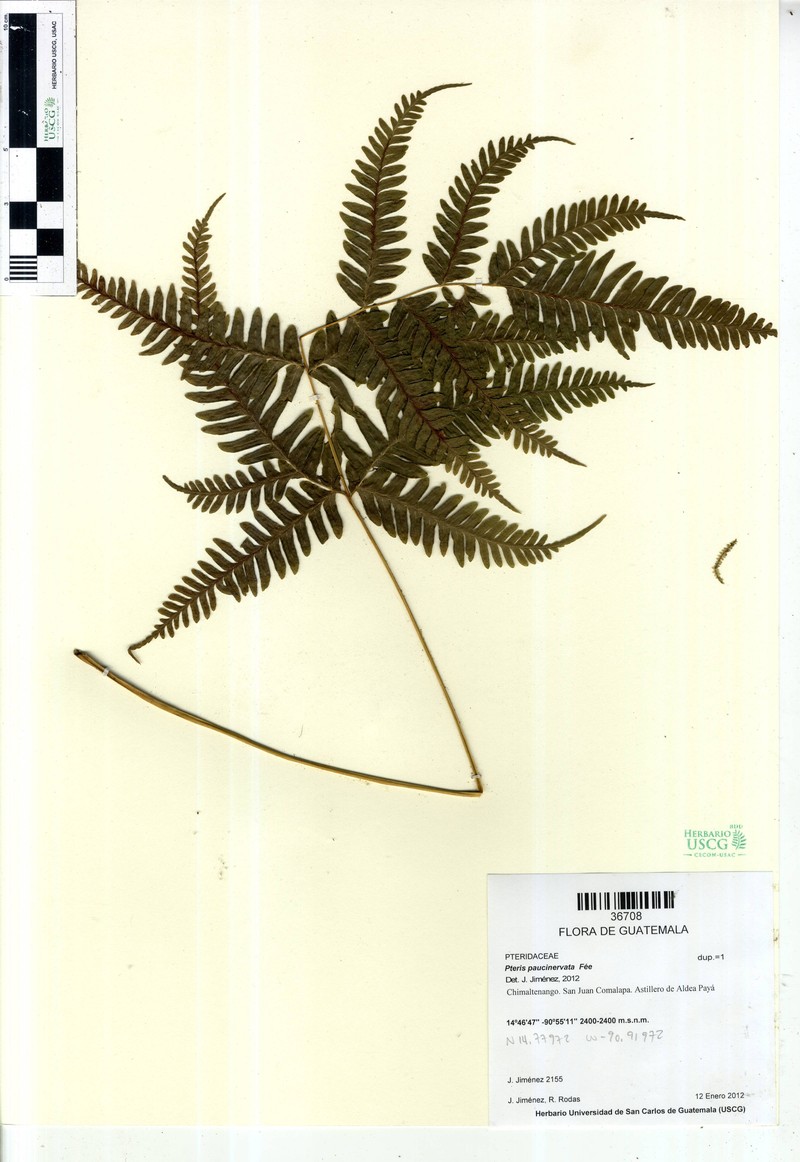 Pteris paucinervata photo 7