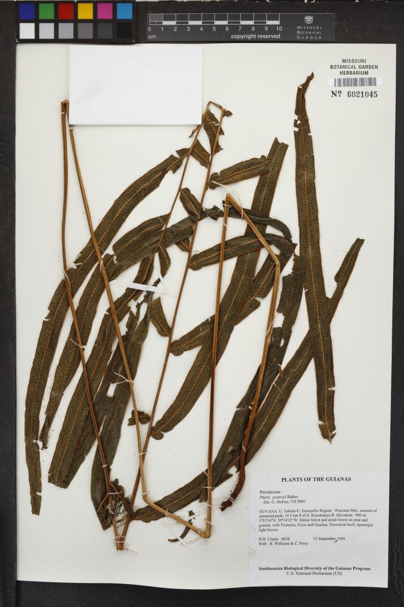 Pteris pearcei