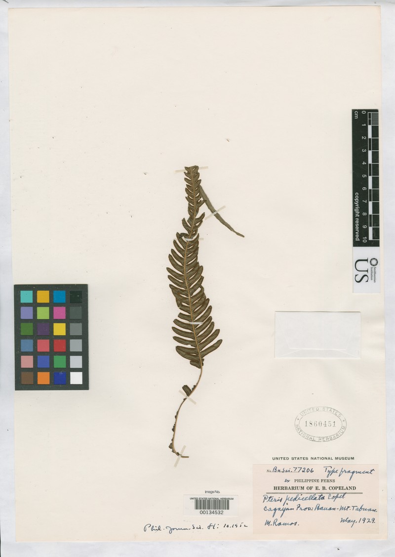 Pteris pedicellata