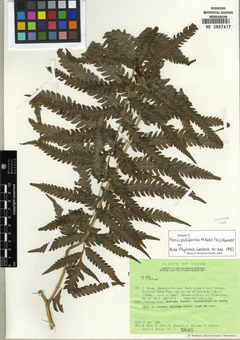 Pteris pediformis