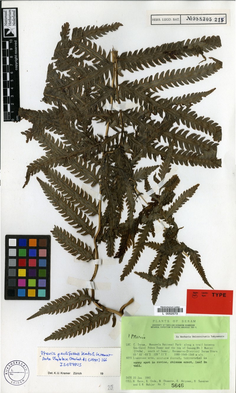 Pteris pediformis photo 2