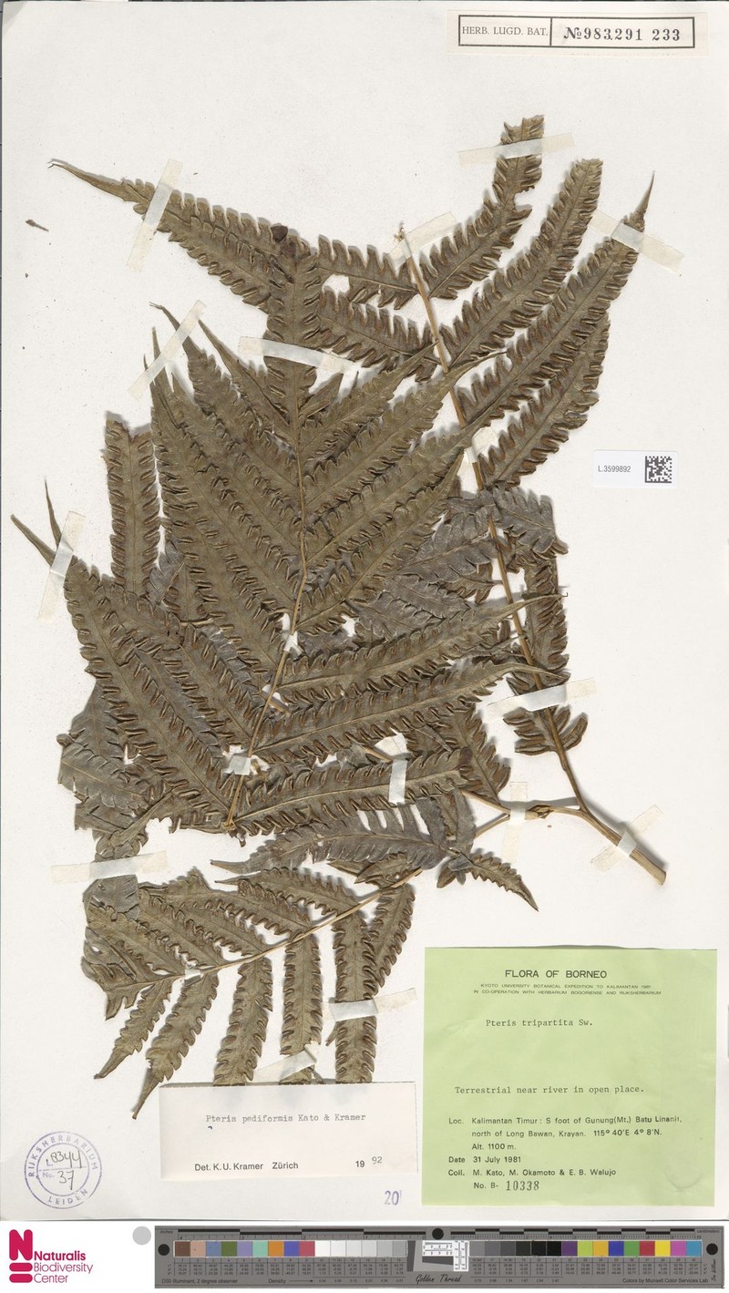 Pteris pediformis photo 3