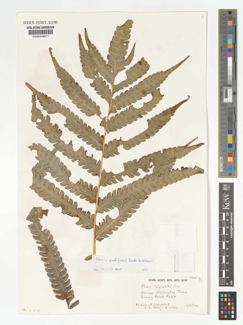 Pteris pediformis photo 4