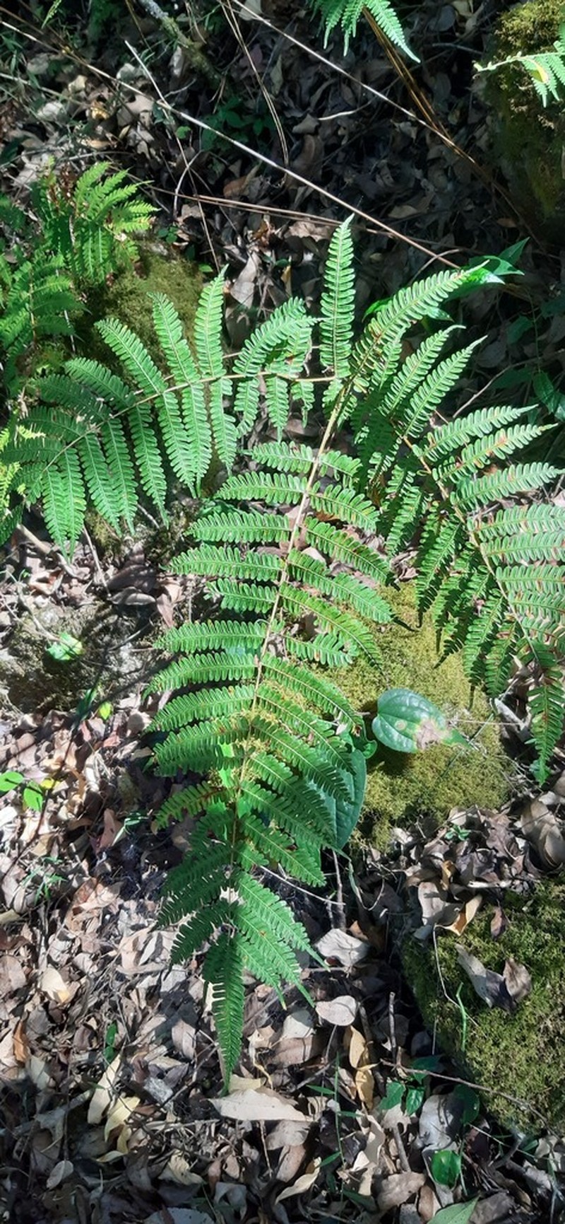 Pteris pellucens