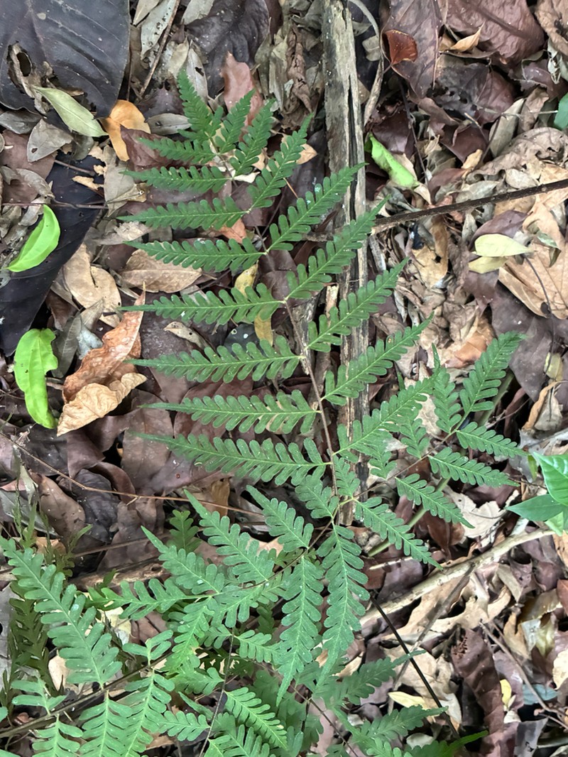 Pteris pellucens photo 2