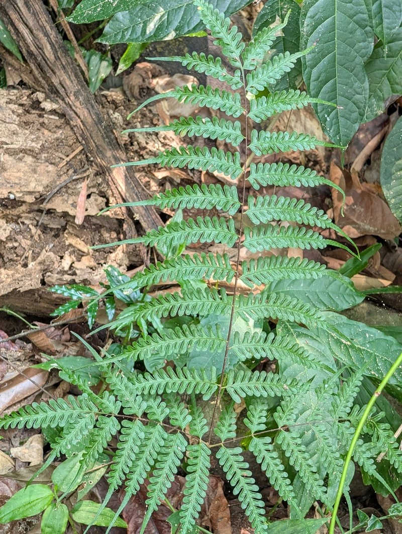 Pteris pellucens photo 3